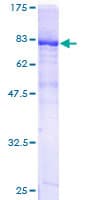 Human PDZD3 Protein (Recombinant GST)