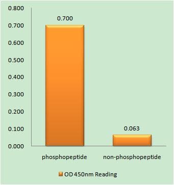 CD95 / FAS Antibody (phospho-Tyr291)