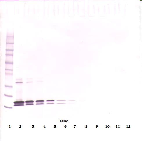 IHC-plus™ BAFF / TNFSF13B Antibody