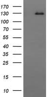 CD163 Antibody (clone 3B4, Carrier-free)