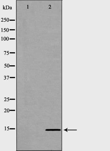 HIST2H2BE Antibody