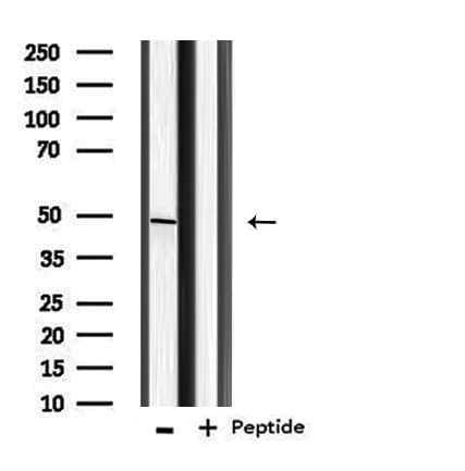 BMP10 Antibody