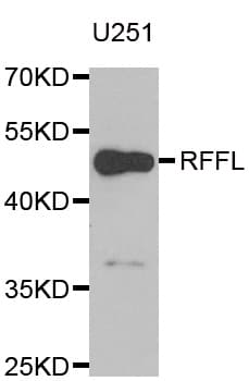 RFFL Antibody