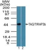 Polyclonal Rabbit anti-Human TICAM2 / TRAM Antibody (aa150-200, IHC, WB)