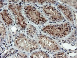 RFXANK Antibody (clone OTI3E7, Carrier-free)