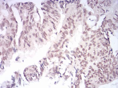 KDM1B Antibody (clone 5E10C1)