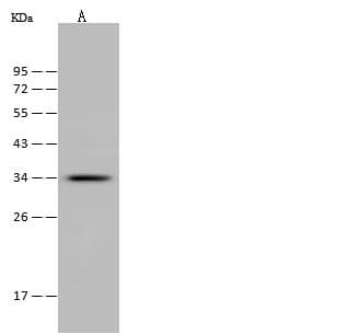 ITM2A Antibody