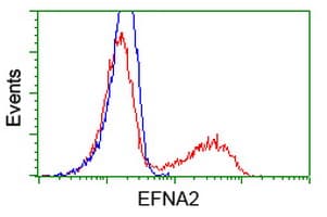EFNA2 / Ephrin A2 Antibody (clone OTI2D6, Carrier-free)