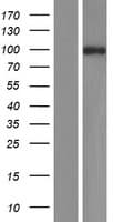 NEDD4L / NEDD4-2 Protein (Over-Expression Lysate Myc-DDK (Flag))