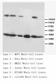 FASLG / Fas Ligand Antibody (C-Terminus)
