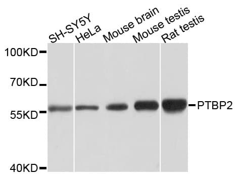 PTBP2 Antibody