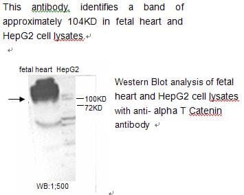 Alpha Catenin Antibody