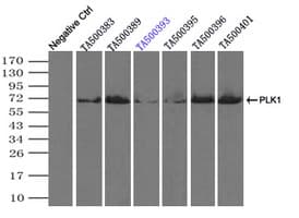 PLK1 / PLK-1 Antibody (clone OTI8C12)