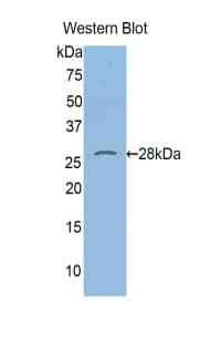 TLR1 Antibody (aa605-785)
