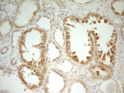 LIME1 / LIME Antibody (aa30-295, clone OTI3B10)