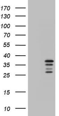 CHCHD3 Antibody (aa2-227, clone OTI3E10)