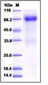 Mouse FST / Follistatin Protein (Recombinant Human IgG Fc, C-terminus)