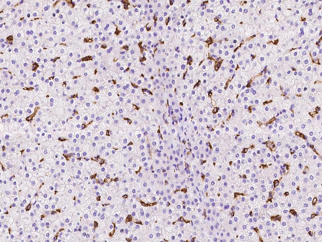 LILRB5 / LIR8 Antibody
