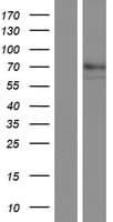 Human QSOX1 / QSCN6 Protein (Over-Expression Lysate Myc-DDK (Flag))