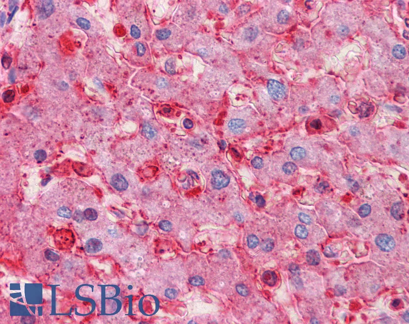 IHC-plus™ RNF144B Antibody (clone 4F1)