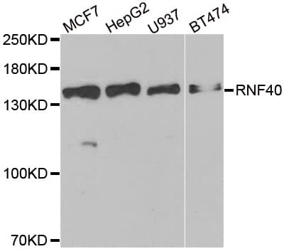 Polyclonal Rabbit anti-Human RNF40 / STARING Antibody (IHC, IF, WB)