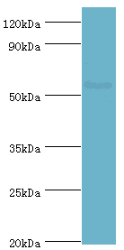 BLK Antibody (aa1-280)