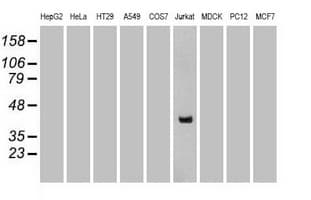 CD2 Antibody (clone UMAB6)