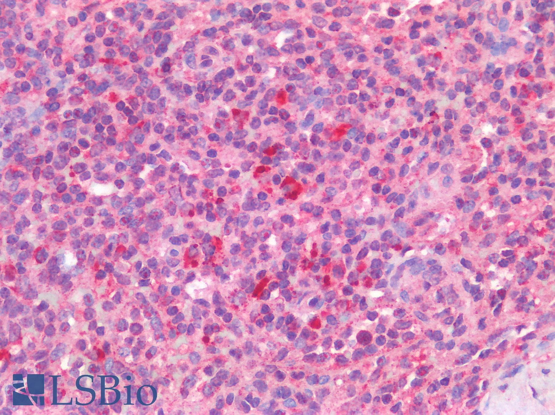 IHC-plus™ CD33 Antibody