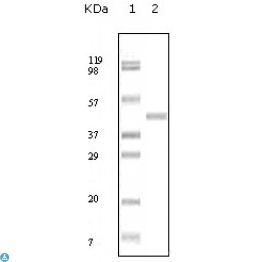 Monoclonal Mouse anti-Human ABL2 Antibody (IF, WB)