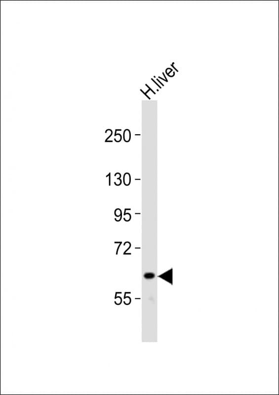 NOTCH4 Antibody (aa1819-1851)
