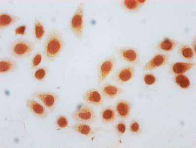 HIST1H3A Antibody