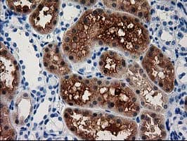 ACY3 Antibody (clone OTI2G2)