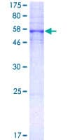 Human HTR5A / 5-HT5A Receptor Protein (Recombinant GST)