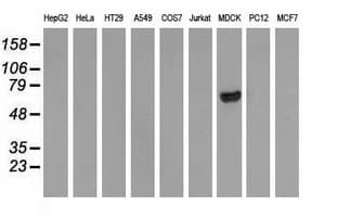 ARHGAP25 Antibody (clone OTI11D3)