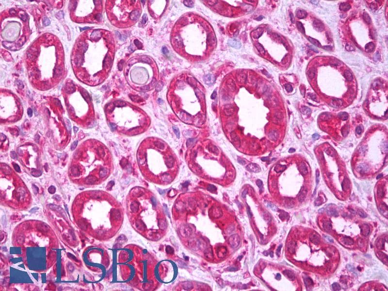IHC-plus™ Monoclonal Mouse anti-Human NOTCH4 Antibody (clone L5C5, IHC, WB)