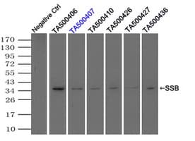 IHC-plus™ Monoclonal Mouse anti-Human SSB / La Antibody (clone 9D6, IHC, IF, WB)