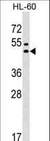 Polyclonal Rabbit anti-Human GPR20 Antibody (aa298-324, WB)