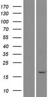 PLA2G2E Protein (Over-Expression Lysate Myc-DDK (Flag))
