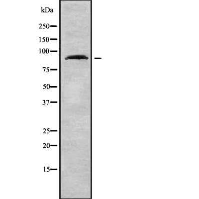 ARHGEF19 / WGEF Antibody