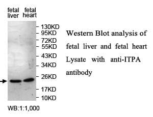 ITPA Antibody (aa21-177)