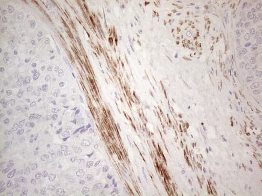 SPATA22 Antibody (clone OTI1E2)