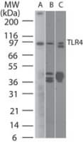 PathPlus™ TLR4 Antibody (aa100-200, clone 76B357.1)