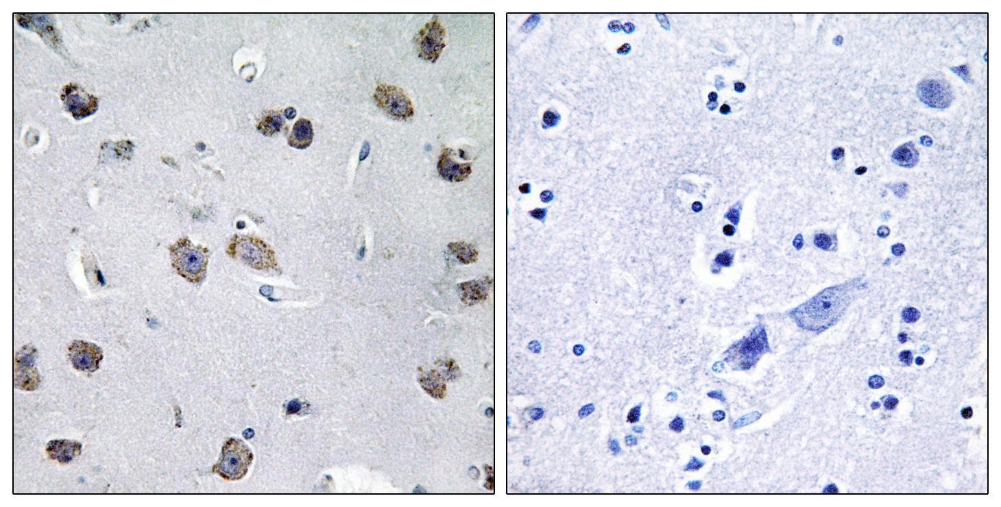 Polyclonal Rabbit anti-Human TRAF3IP1 Antibody (IHC, IF)