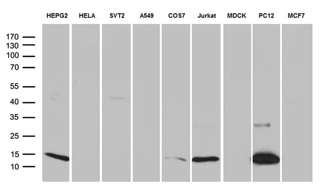 Monoclonal Mouse anti-Human LGALS1 / Galectin 1 Antibody (clone OTI7C3, Carrier-free, WB)