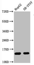 Recombinant Monoclonal Rabbit anti-Human HIST1H3A Antibody (WB)
