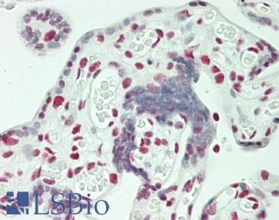 IHC-plus™ Polyclonal Rabbit anti-Human RALY Antibody (aa256-306, IHC)