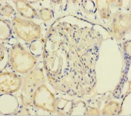 Polyclonal Rabbit anti-Human GB5 / GNB5 Antibody (aa1-353, WB)