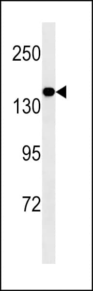 Monoclonal Mouse anti-Human MED14 Antibody (WB)