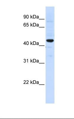 SLC41A3 Antibody (aa434-483)
