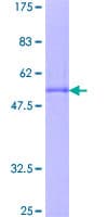Human RBM7 Protein (Recombinant GST)